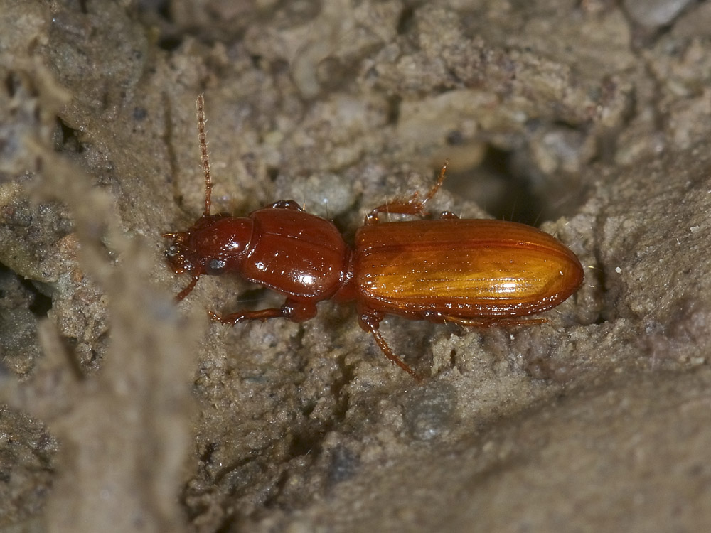 Clivina collaris (cf.) immature